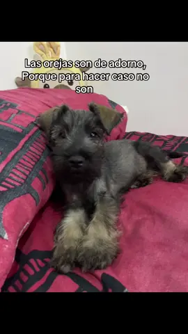 Mi terremotico 😅😅#humor #paratii #mascotas 