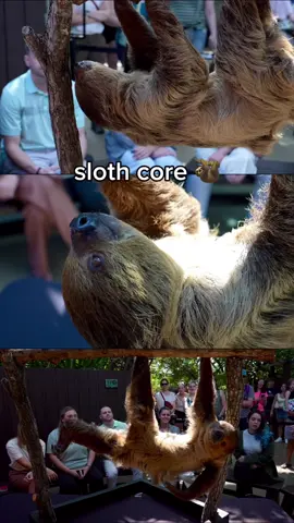 Did you know, sloths only poop once a week! 🫢💩 They come down from the trees and perform a unique “poop dance” before they go to the bathroom.🦥  Come learn all about sloths at our sloth encounter while they hang around and eat snacks!  You’ll even get to feed them yourself!  Reserve your spot in 🔗 in our bio!