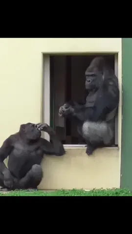 Average day for Shabani and family #2 #gorillas 