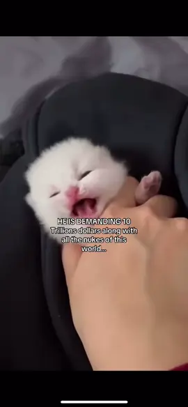 What shud I do now? Shud we give him the money and nukes? #meme #cat #catmeme 