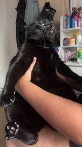 #fyp #catsoftiktok #blackcat #cat #knipser #vertical #sad 