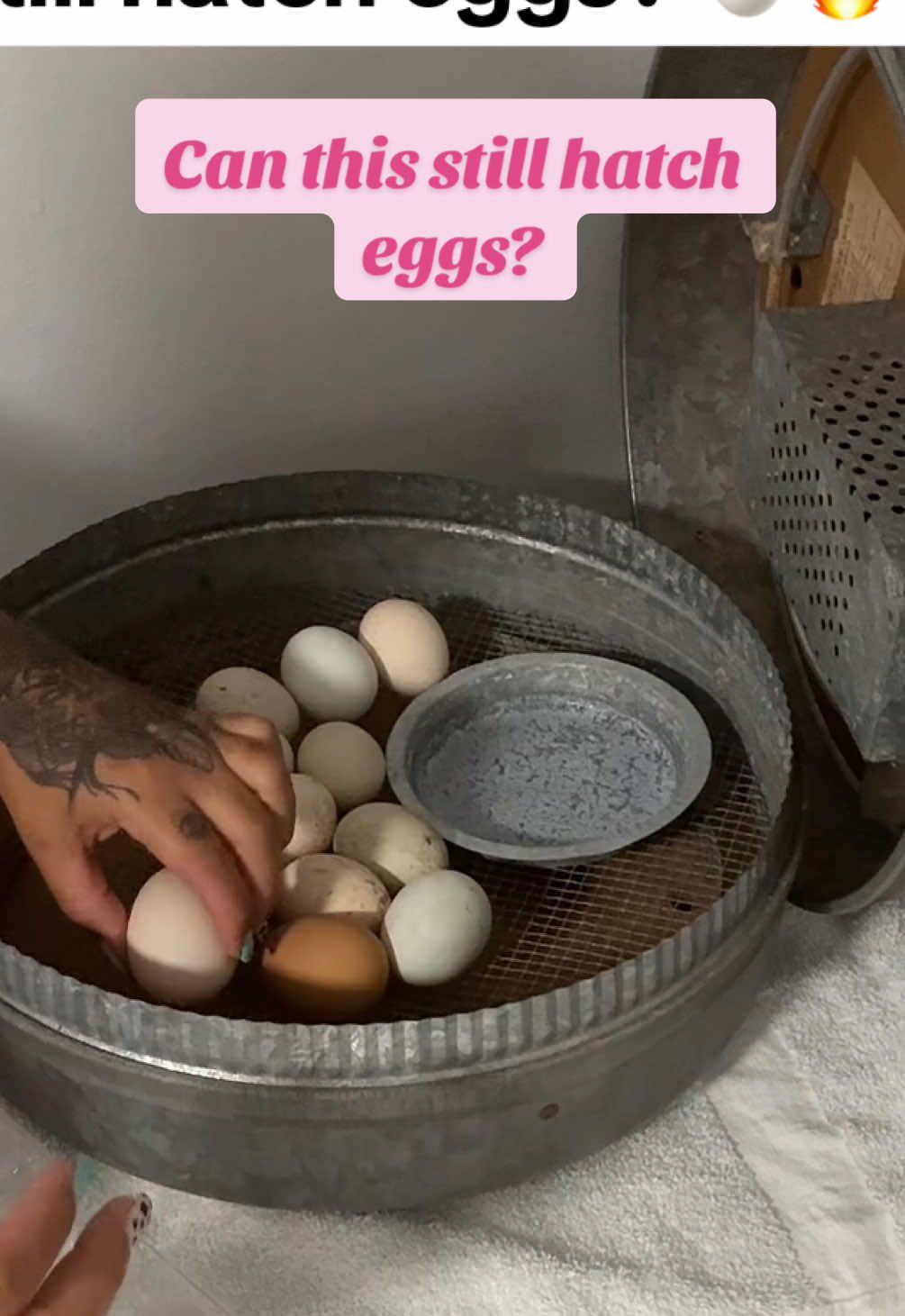 12 eggs. One antique incubator. Let’s see what she’s got. 🐣 #FarmExperiment Found this gem in Alabama. Time to see if vintage still works like new 🔥 Pray for chicks 🙏🪺 this incubator is older than my mom #VintageFind #EggHatching #BackyardChickens #FarmExperiment #AntiqueScore #HatchDayCountdown #HomesteadLife