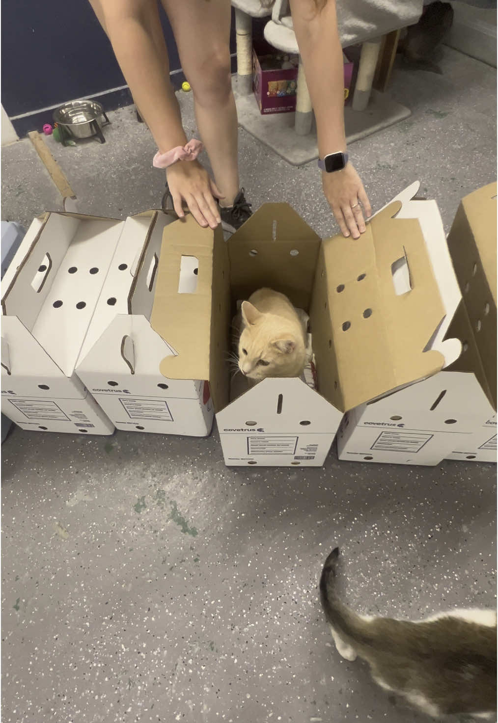 ‼️ UNBOXING ALERT ‼️  New arrivals just dropped! We unboxed SEVEN brand new cats and they're purrfection! Come meet our latest furry friends! Chassie 🩷 -- 2 years old -- A sweet tortie girl looking for a gentle, loving home Jacey 🩷 -- 6 years old -- A talkative, loving soul with a curious side! Joie Brewski 🩷 (ADOPTED) -- 2 years old -- No tail? No problem! Full of charm and loves attention Jack 💙(ADOPTED) -- 2 years old -- An XL hunk of love  Athena 🩷 -- 2 years old (Bonded with her brother, Rambo!) -- A talkative sweetheart and she adores affection Rambo 💙 -- 2 years old (Bonded with his sister, Athena!) -- Athena's quiet counterpart, but is curious and loves to explore Oyster 💙 (ADOPTED) -- 10 months old -- A cuddly lovebug who will gladly soak up all your attention #adoptdontshop #evansville #catlounge #riverkittycatcafe #cats #catcafe #unboxing #catunboxing 