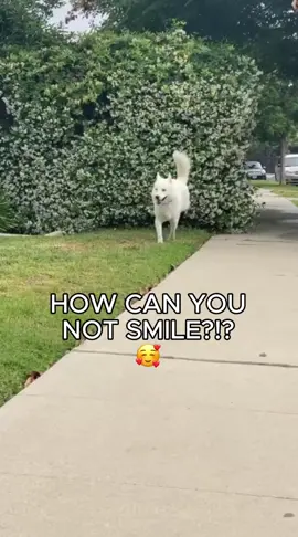 Happy dogs to brighten your day 🥰🥰🥰 #happydog #dog #funnydog #dogs #dogsoftiktok 