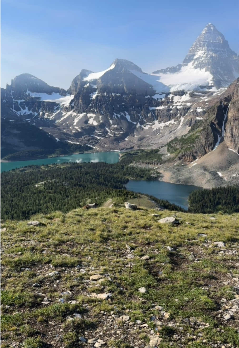 Oh, to be a pair of marmots, frolicking in alpine meadows with Mount Assiniboine as your backdrop 🥹 #nature #travel #traveltiktok #Outdoors #mountain #explore #fyp #fypシ゚ #canada #adventure #beauty #mountains #assiniboine 