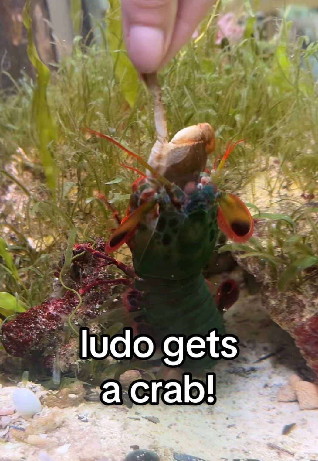 CRAB IN A CUP DAY IS BACK! but this time, it’s for ludo!! #crabinacup #ludothemantisshrimp #mantisshrimp #peacockmantisshrimp 