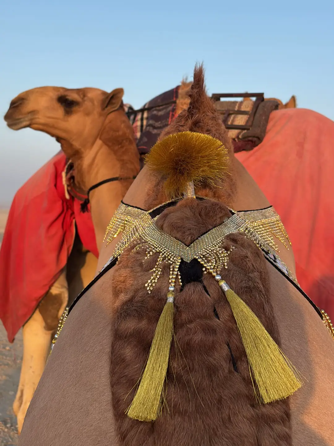واهوى القنص والهجن وأكون خيال ...واسهر على فنجان بن وهالي واحب ظبي أكحل العين يفال... يشفيك شوفه من أريام الرمالي واشقر طويل المعنق يشرح البال ...له كل ما حان الهدد طاب فالي                                           #اكسبلور #fyp 
