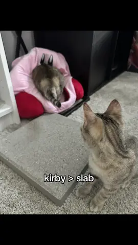 well none of my girls liked the slab as much as some of the other cats i’ve seen on tik tok 😭💔 #jiggysmalls #dwarfcat #jiggycat #jiggydoestrends #forupage #fypシ #viraltiktok 