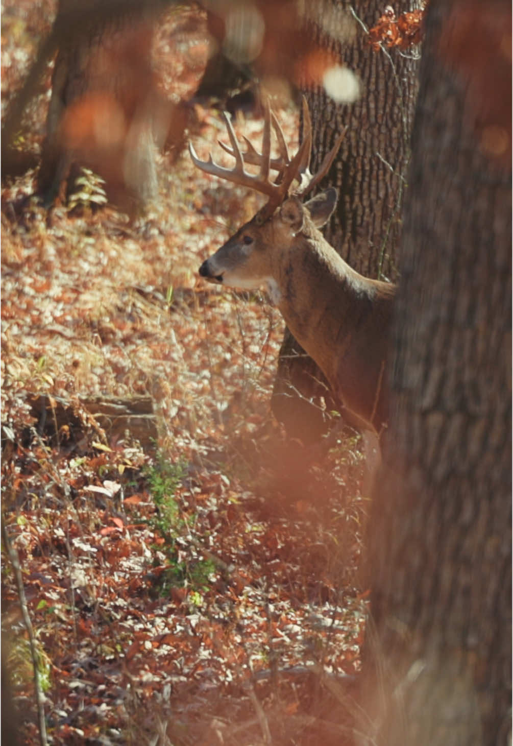 📍 Iowa in November.  No other place I’d rather be.  #iowa #therut #whitetails #bowhunting #refusetofollow #fall #nature #newbreedofhunter 