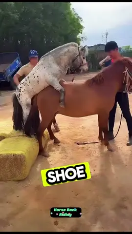 👟 Nicole Gets New Horseshoes! A Day at the Hoof Spa 🐴✨ #HorseCare #Horseshoeing #EquestrianLife #NicoleTheHorse #FarrierWork #HorseLovers #NewShoesDay #AnimalWellness #HoofCare #HorseMaintenance #BehindTheStable #SummerHorseCare #HappyHooves #RustToShine #HorseRoutine