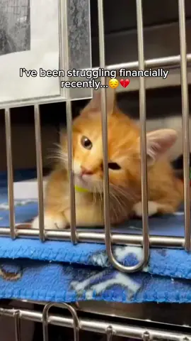 Please comment something to help my kittens 😓 #cat #catlover 