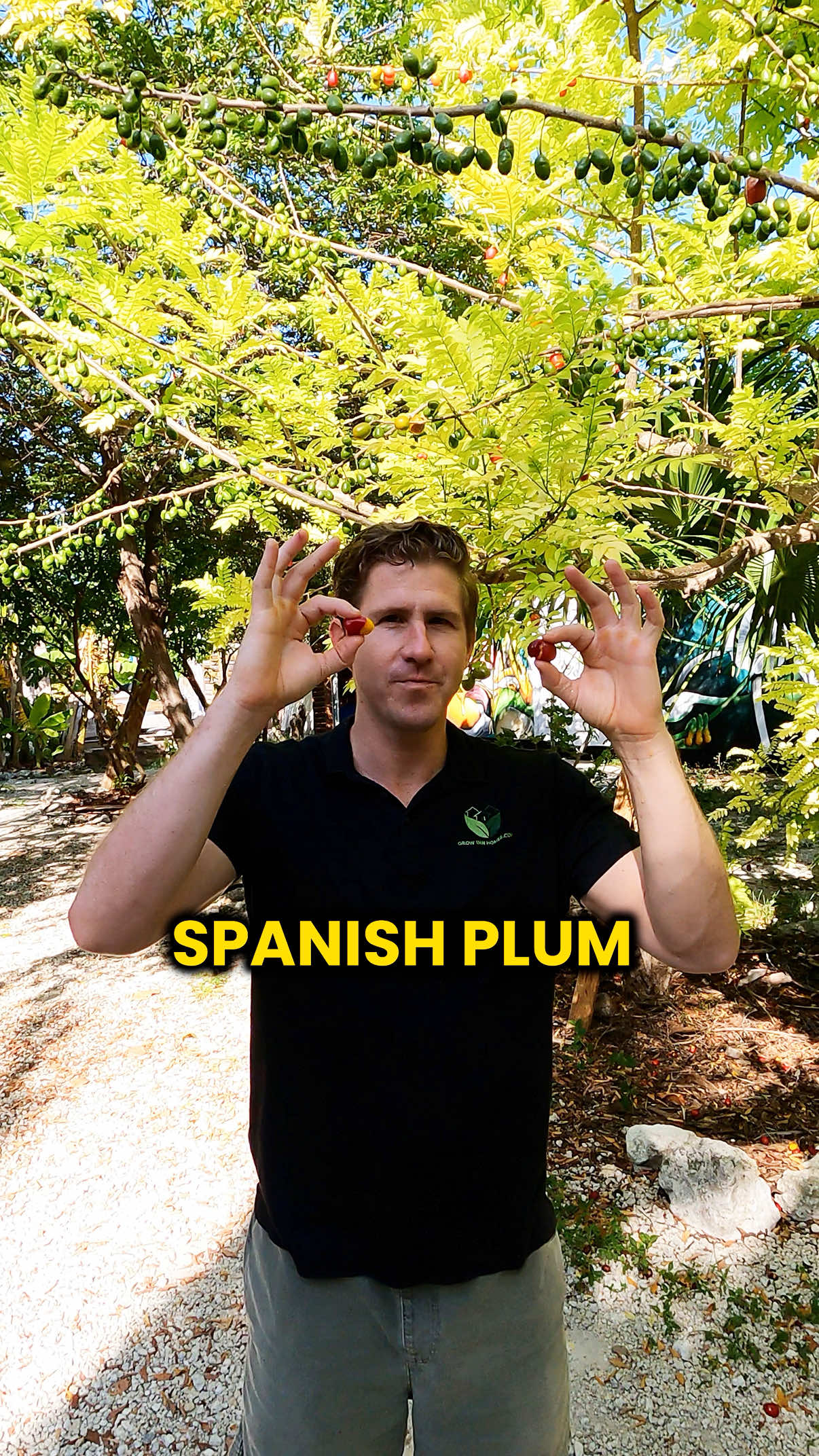 Juicy, sweet, and bursting with flavor. Meet the Mamben, also known as the Spanish plum 🍑 Comment “Guide” for details on our online gardening masterclass. We want to help millions learn how to grow food! We found these ripe fruits on the ground and loved their flavor. This beautiful tree thrives in full sun and produces tons of fruit, making it worth growing in tropical climates. Have you ever tried growing or tasting Spanish plum? Share your experience in the comments! Follow @GrowInnHomes for more food growing and real estate tips 🏡 We buy fixer-upper real estate and grow food on our rental properties. We believe growing food is a gateway to healthier habits 🌿 #GrowInnHomes #GenerationalHealth #Unify #Community #GrowingFood #FoodForest #FloridaGardening #NaturalFarming #FloridaGarden #SustainableEating #SustainableLiving #MultifamilyInvesting #MultifamilyRealEstate #BuyingMultifamily #FoodGarden #Multifamily #Growagarden #PlantTok #TikTokLearningCampaign #Plum