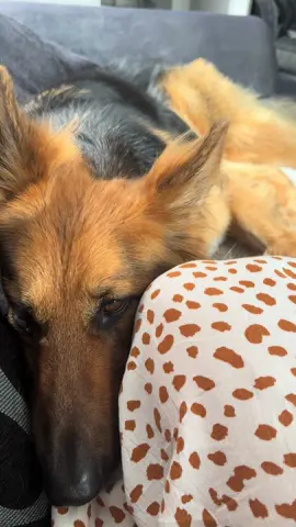 Every time we made eye contact, his tail wags 🥹 #fyp #dogsoftiktok #viral #PetsOfTikTok #happiness 
