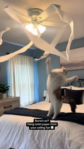 Not just entertainment for your cat, but also for you 😂 #finnicktheragdoll #fyp #ragdoll #catenrichment #catentertainment 