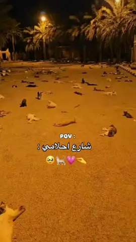 شارع احلامي  🥹🫀🐈🎀 #قطط #قط #قطة #شارع  #احلامي  #شارع_احلامي #بزونه  #بزونة #بزازين #موصل  #مصلاويه #قبانو #قربانو #جمال #كيوت #لطيف #لطافه #اناقه #كتكوته #مول #تصميم  #تصميمي❤️  #تصميمي🎬  #لايك   #فولو  #متابعه  #متابعه_ولايك_واكسبلور_احبكم  #تعليق  #اكسبلور  #مشاركه  #احبكم_يا_احلى_متابعين  #احبكم 
