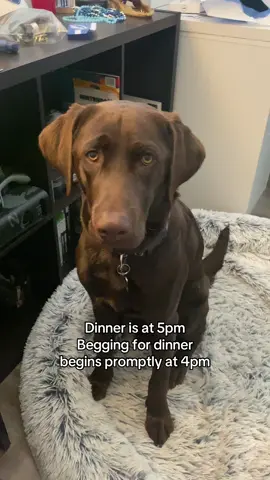 If you feed him 1 minute past 5pm he begins withering away #dogs #dogsoftiktok #labradorretriever #labsoftiktok #chocolatelab 