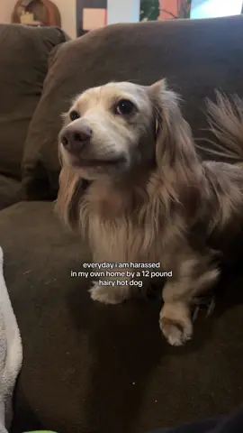 SOS @henry  . . . . #fyp #weinerdog #minidachshund #longhairdachshund #doxie #dachshundsoftiktok 
