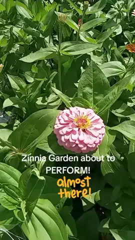 Coming in hard! #foryourpage #blackgardener #gardening #fypシ #garden #blackgardenerstiktok #blackman #curbappeal #gardener #zinnia #zinnias #zinniagarden 