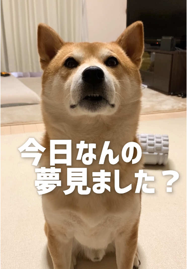 ビジュがいい犬と猫の祭典 #柴犬 #柴犬こむぎ #先輩 