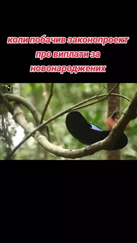 #мем #життя #приколи #законопроект