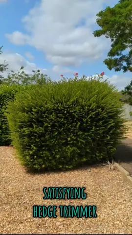 satisfying hedge trimmer  #cleaning #grasscutting #usa_tiktok #usa🇺🇸 #usa #gardendesign #gardening #garden #hedgetrimmer #satisfying #satisfyingvideo 