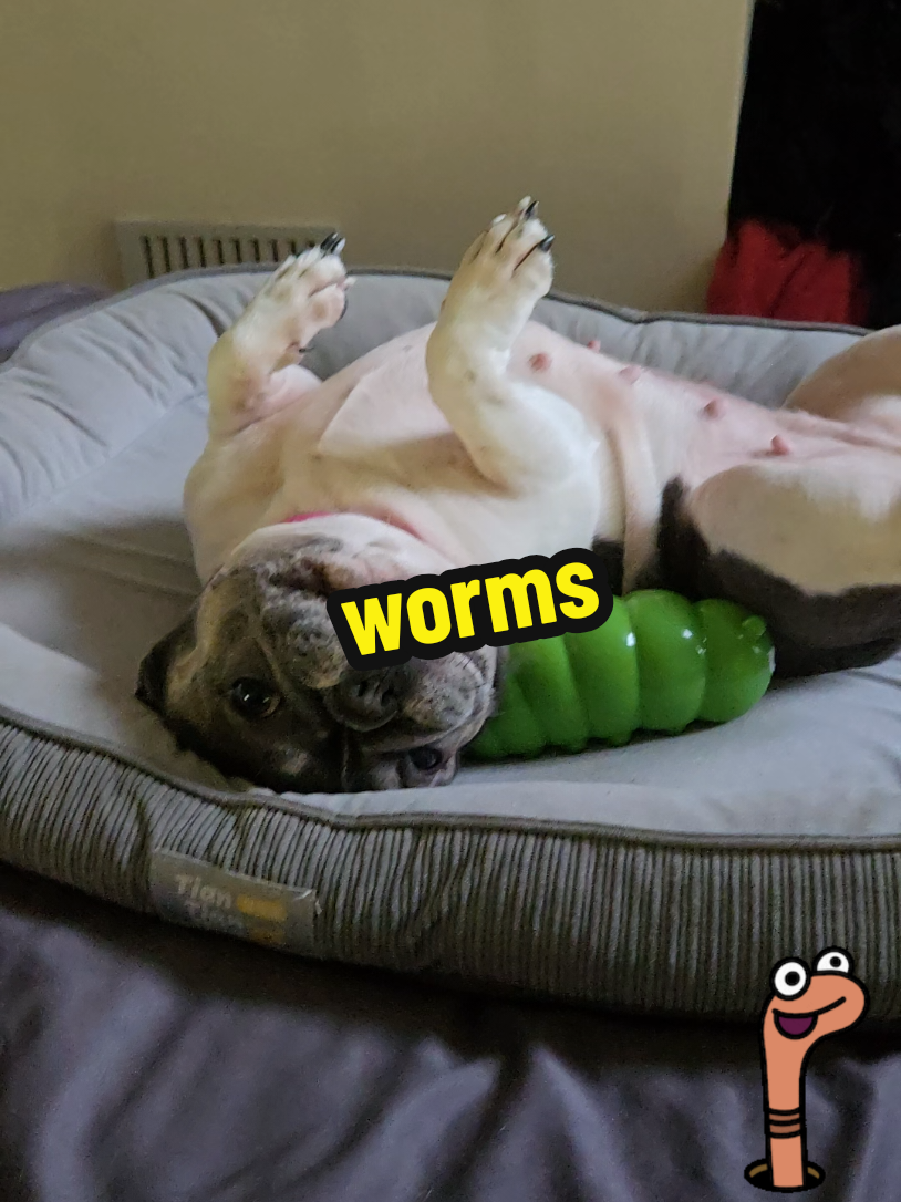playtime with my new worm #whatdadogdoin #dogs #dogplay #dogtok #dogmom #dogsoftiktok 