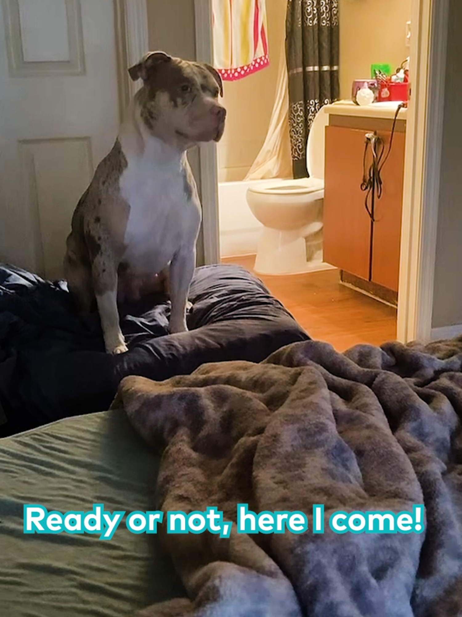 Funny pups play hide and seek 🤣  Licensed by ViralHog, filmed by @puppyjems #dogs #hideandseek #bamboozled