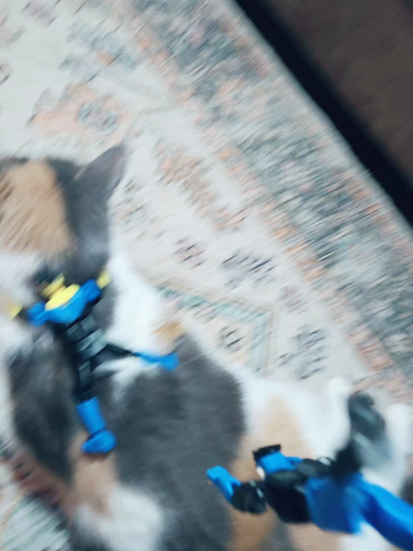 Invincibles vs cat #film #fyp #titan13toy #invincible #titan13 #vs #figure #omnimark #shorts #shortfilm #interesting #cat 