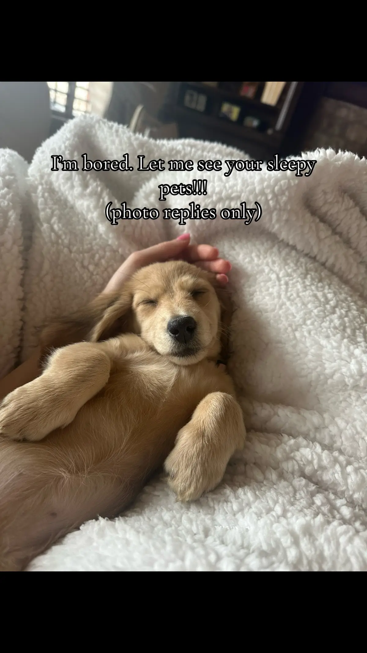 #minidachshund #minidachshundpuppy #fyp 