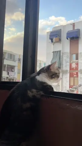 #cat #fyp #foryou #قطط