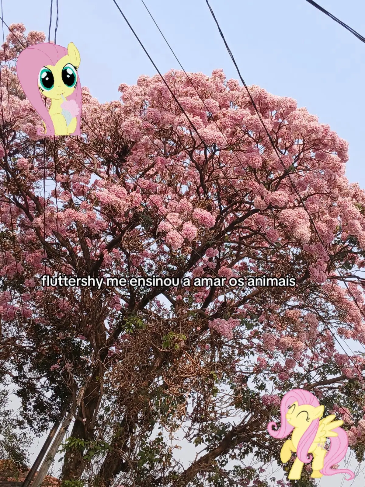 e a sunset me ensinou a ter empatia #mylittlepony#fluttershy#pinkiepie#applejack#twilightsparkle#rainbowdash#rarity#mlp#sunsetshimmer#mylittlepony#fyppppppppppppppppppppppp#viral#Kpop#foryou#fypシ#girls#fyppppppppppppppppppppppp  
