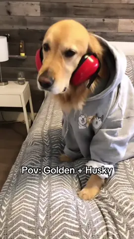 Golden + Husky 🤣❤️ #goldenretriever #golden #dogsoftiktok #husky #huskylife 