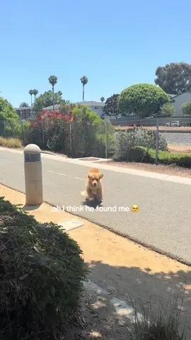 This trend makes me sob. He was so worried 😭😭😭  #goldenretriever #golden #dog #banks #fluffydog #sillydog #hide #walk #puppy 