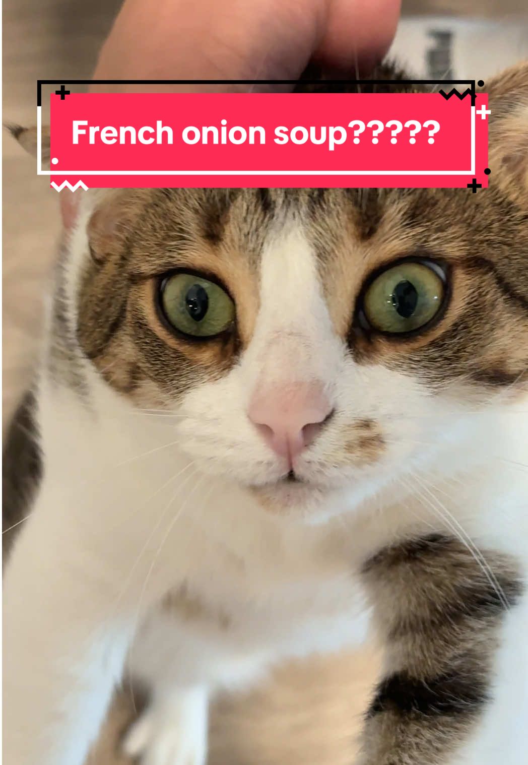 You know how upset I am getting when my owners don’t fix a plate for me? FRENCH onion soup!!!! Are you joking me???? #catsoftiktok #catlovers #cats #fyp #catlover #FoodLover #foodtiktok #comedy 