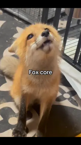Fox  #fyp #fox #foxes #foxy #cuteness 