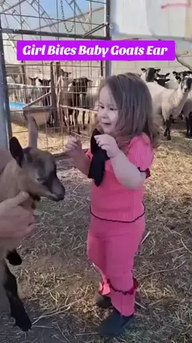 #fyp #foryoupage❤️❤️ #foryour #foryourepage #fyppp #fypageシ #viralvideos #viralvideotiktok #viraltiktokvideo #trendingviralvideo #animal #animalsoftiktok #goats #babygoat #goat🐐 #girl #bite #omg #ouch #funnyvideos😂 #laugh #hilarious #crazy 