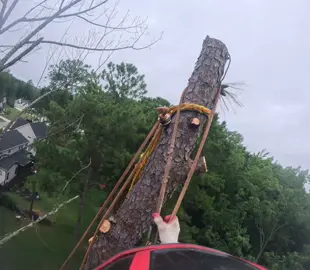 #norcarolina🇺🇸🇭🇳 #treestump #treeremoval #tiktok #wakeforest #dguzman16 #pine #dgtreeservic 