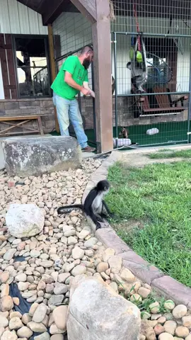 Well some of the monkeys was so excited for nakey time that they turned down food🤣