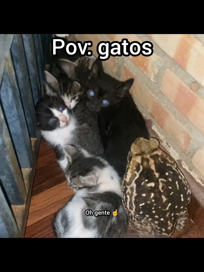 Pov: gatos      #gatos #gatinhos #engracado #videoengracados 