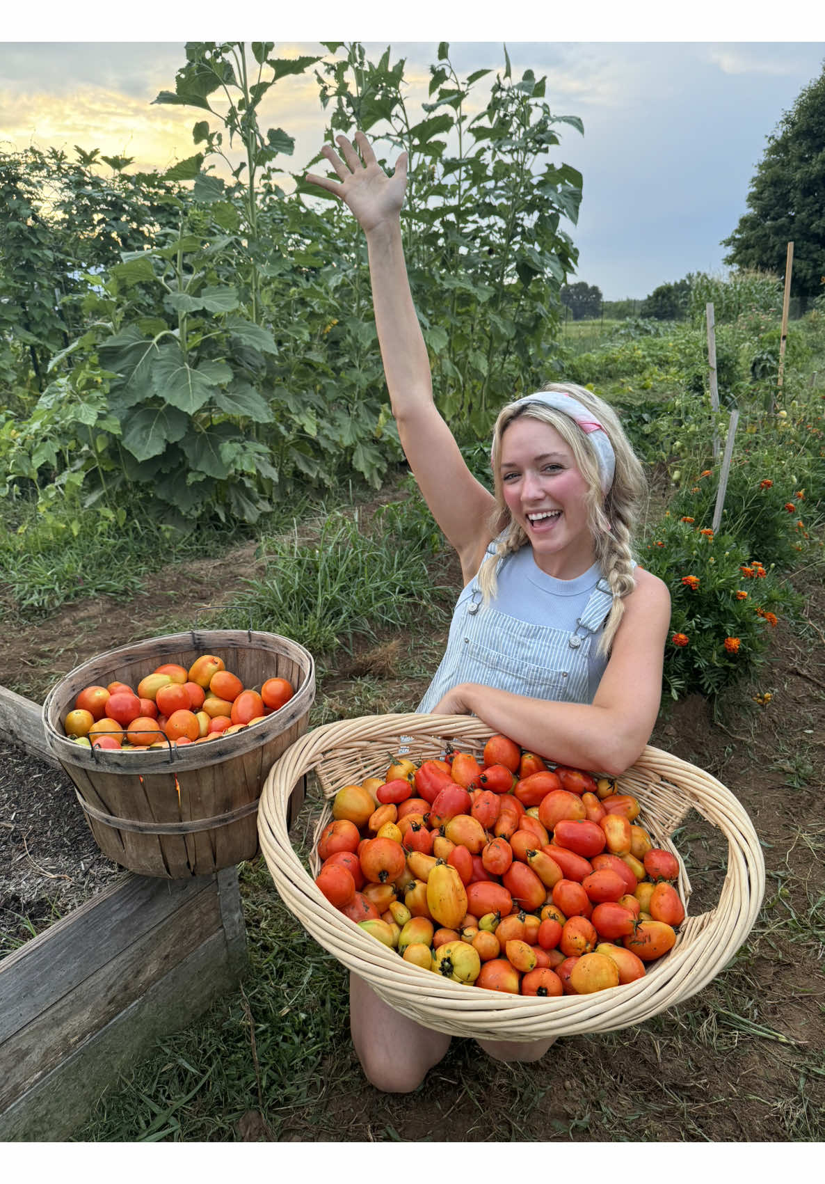 First Tomato Harvest of 2025!!! Go to part 2 to see how many lbs we got so far!! 🍅#garden #gardening #homestead #husbandwife @Emily Ann Roberts 