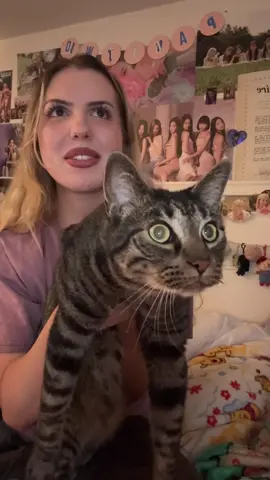 Replying to @cup1dcry king midas charles #cats #catsoftiktok #cattok #catlover #catmom #funnycat #scarycat 