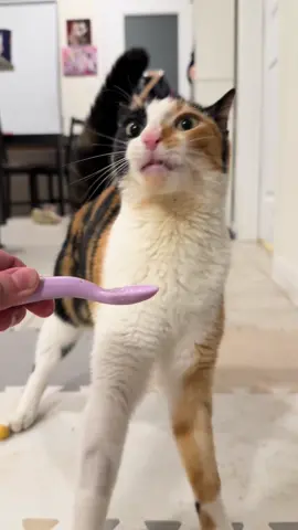 She is buffering, give her a second #wobblycat #cerebellarhypoplasia #catsoftiktok #cat #asmr 