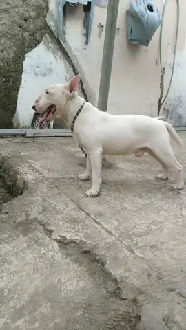 capee abiss jalan jalan pagii#bulterrierlove #dogfigter #porbi_sumbar #bujanggadihparenten#fyppppppppppppppppppppppp #sorotan #lewatberandafyp #sorotandunia 
