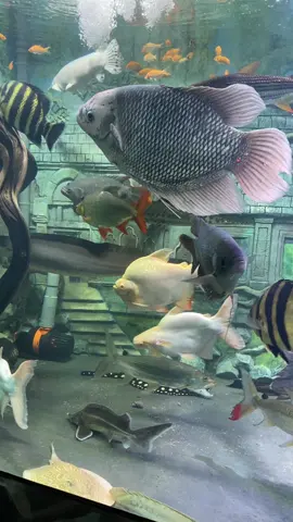 Hồ cá này nằm trong top 10 vn k ạ? #cacanh #casanmoi #xuhuong #fish 