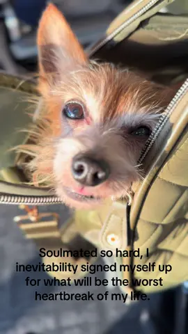 When you’re their whole life, but only part of yours… I’d give anything to keep him around as long as me.  #fyp #fypシ #chihuahua #dog 