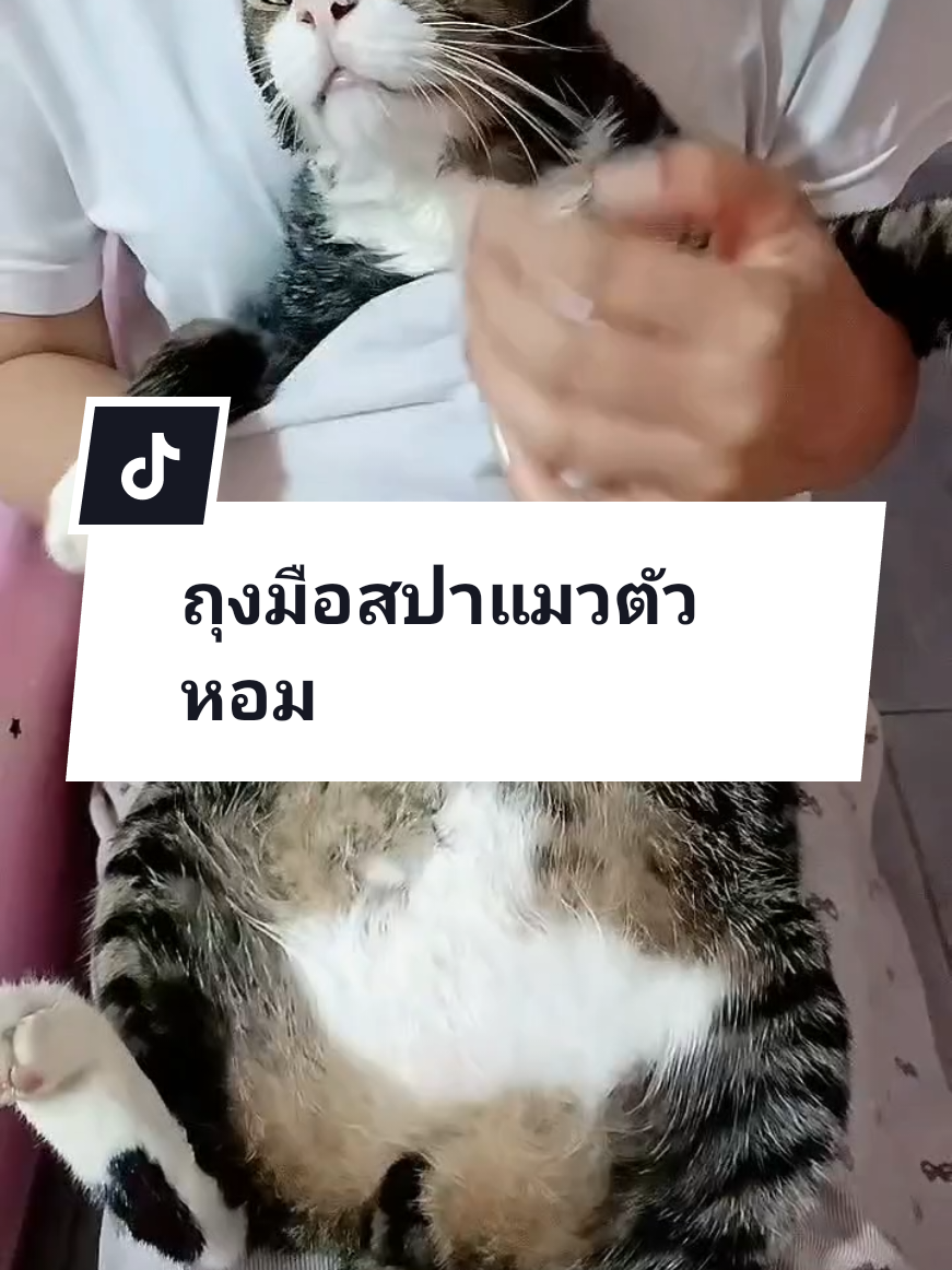 ไม่ต้องจับอาบน้ำ แค่ลูบตัวก็หอม  ปลอดภัยอ่อนโยน แมวเลียได้ #ถุงมือสปาแมว #ถุงมือสปาสัตว์เลี้ยง #ถุงมืออาบน้ําสัตว์เลี้ยง #ถุงมืออาบน้ําแมว 