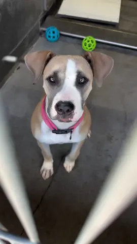 Update:  Martzia’s world is crumbling around her. This sweet young pup, full of energy and excitement, has been thrust into a shelter where her life hangs in the balance. Just a short time ago, she was full of hope, bounding around her kennel, eager to make friends with the humans who walked by, her tail wagging furiously as she hoped for a pat or a treat. But now, Martzia’s time is almost up. Her life is on the line, and she needs a forever home ASAP. With her puppy vibes and friendly nature, she’s a perfect candidate for adoption, but without a hero to step in, she’ll be gone forever.  Will you be Martzia’s hero and give her a second chance at a happy life? She needs you now more than ever. 🐾❤️ 