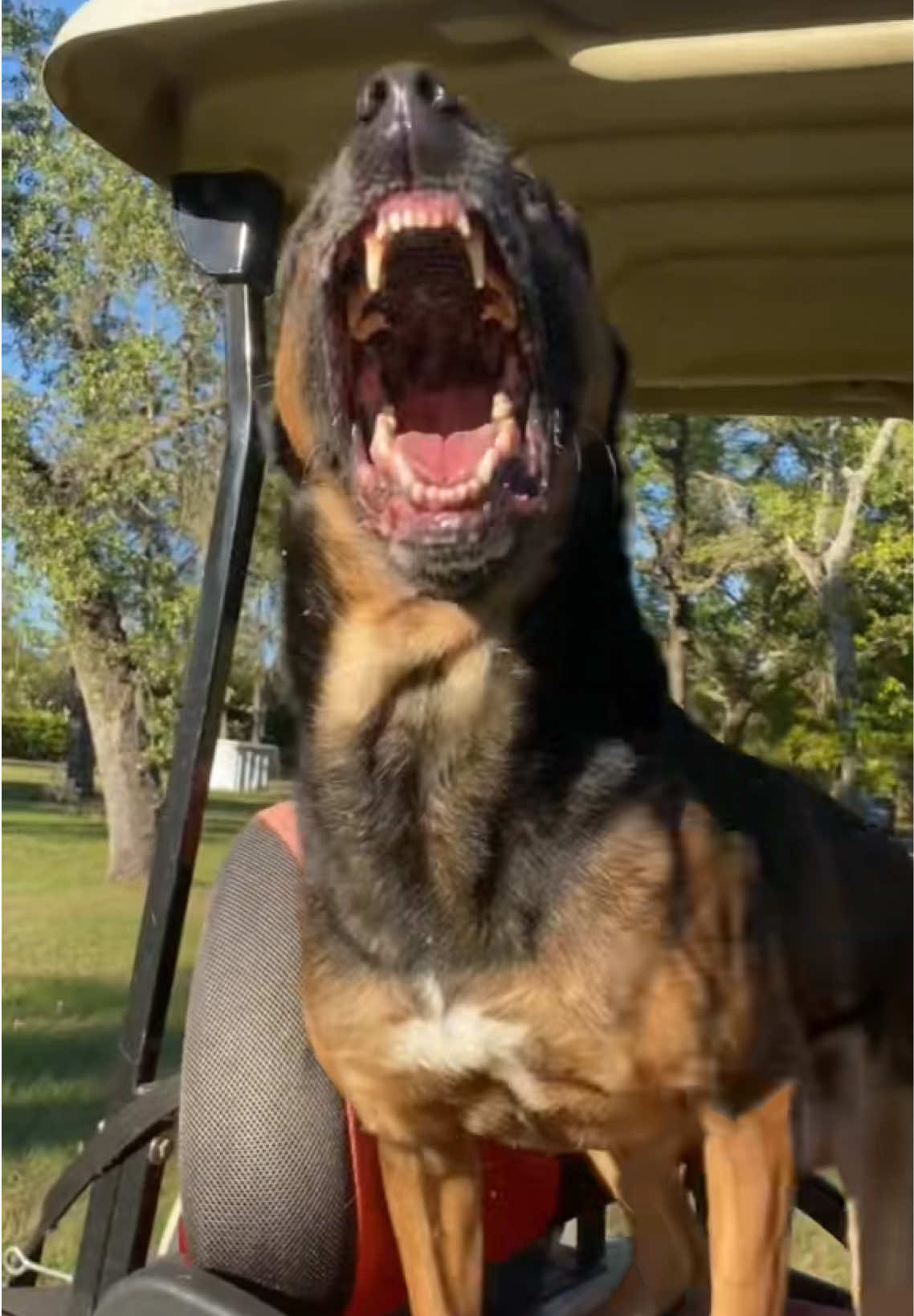 The last several years I may have been quiet on social media but I put in some heavy work offline. I’d like to share some of my accomplishments over the last several years working with a particular type of dog. Many of the dogs I can’t put online, but it’s been a hell of a journey- and I love every minute of it. I can’t wait to see what the next 10 years bring. ALL of these services are still available! As always!  10 years of K9 Training:  🐺PSD (police service dog) contracts for handler aggression rehabilitation- successful turn around for 8 teams, including 3 teams who made it to nationals.  🐺LE K9 Department contract for written materials that were distributed to all K9 handler teams for a 6-8 week mandatory bonding program before the teams became operational to prevent handler aggression.  🐺Contracts for MSD (Mass Storage Device, EDD/Electronic Device Detection for human trafficking cases- in DC, and CA.  🐺Completed Missing Persons Cases with Fulton, 3 tracks in total. Two of which ended with Fulton guiding afternoon dogs toward specific area that ended in finding the person. 1 found by Fulton himself.  🐺Development of SOP for large scale working dog facilities 🐺PhD Candidate (finished all course work besides my dissertation) in ABA specialization in Hollandse Herder Handler Behavior & Bond,  🐺PPD (Protection Dog) development work.  🐺Taught virtual and in person Workshops for LE K9 Departments yearly for Understanding Drive & Possession - use of correction tools and acknowledgment of decreasing the use of dominant theory to build stronger dogs and develop deeper relationships with their canine partner.  🐶 ….and of course House Pet Obedience. 🤌🏻 #femalek9handler #womenownedbusiness #dutchdogs #k9trainer