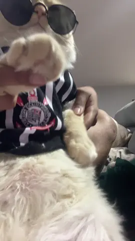 #catsoftiktok #corinthians 
