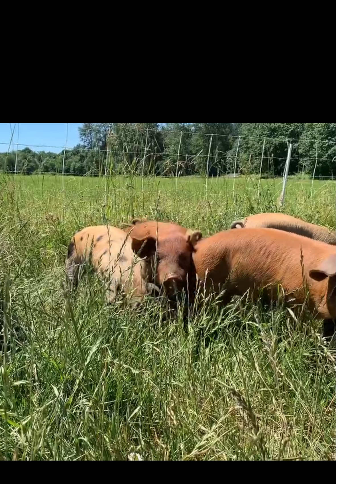 #fdt #pigtok #farmtok #rural #maga  #ruraltok 